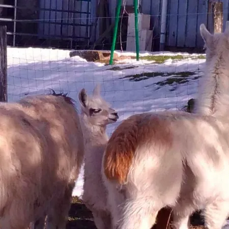 La Charbonniere * Bellefosse